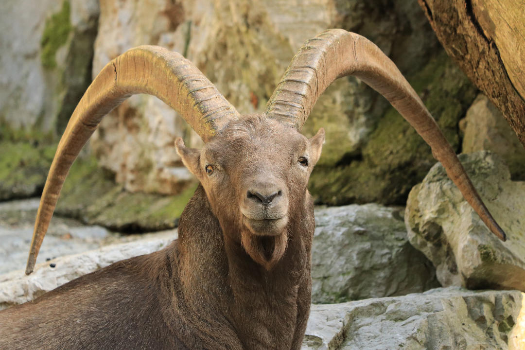 Steinbock im Hellbrunner Zoo