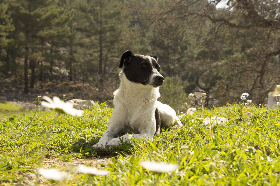 Hund entspannt auf der Wiese